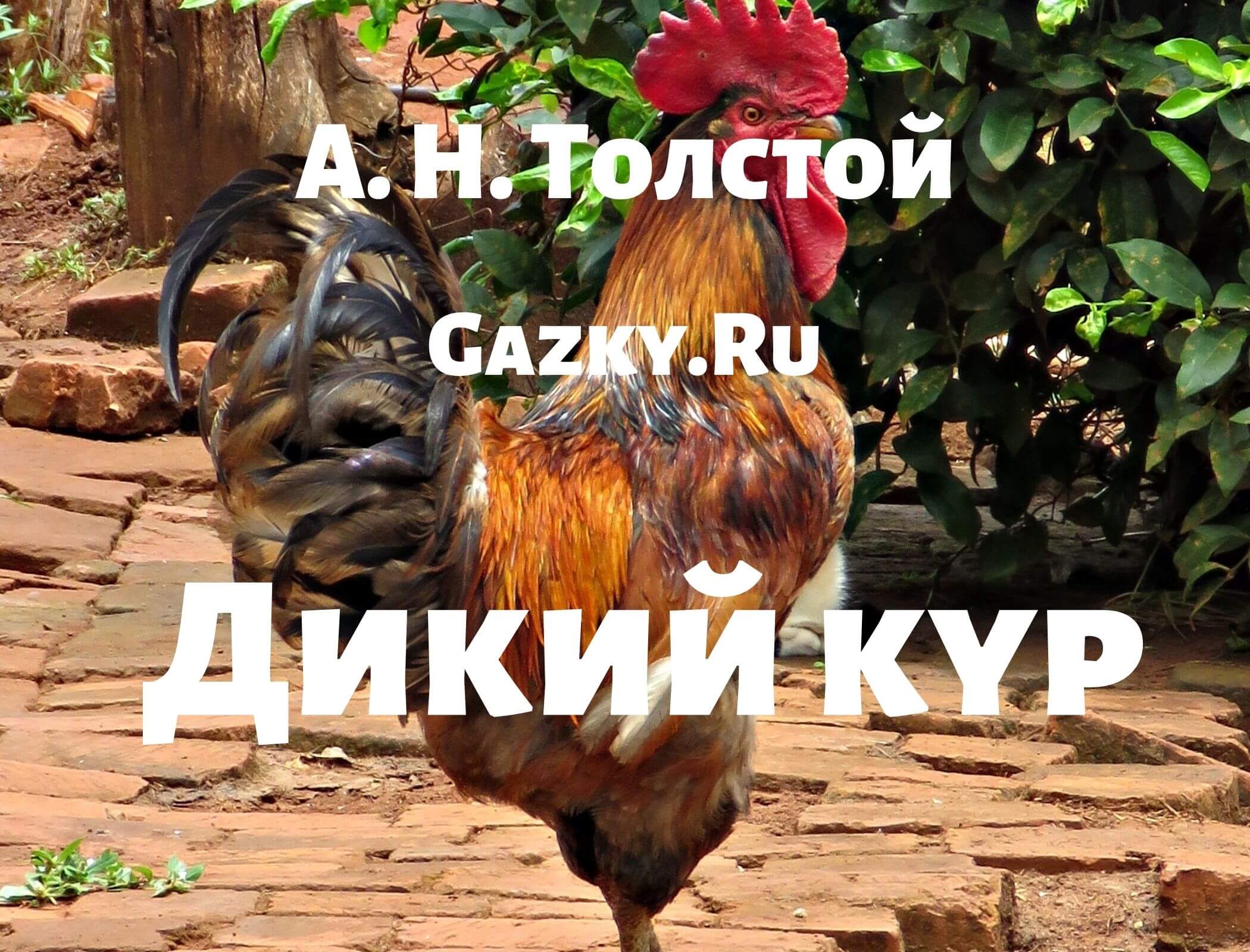 Толстой А. Н. Дикий кур Сказка "Дикий кур" Толстого А. Н.
