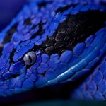 Голубая змейка