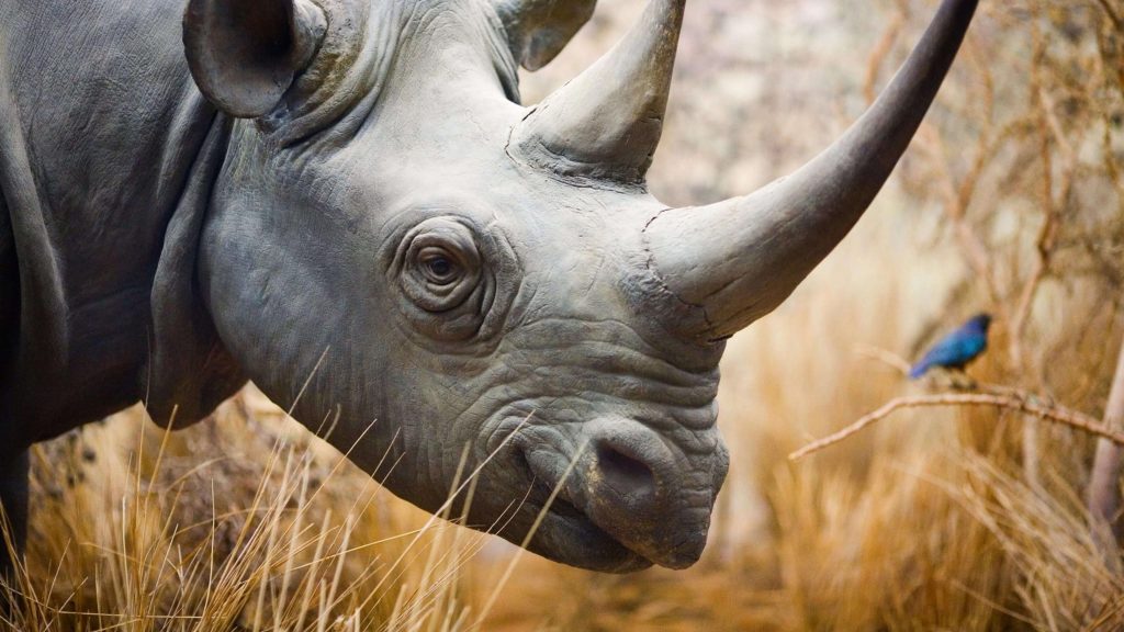 Как на коже носорога появились складки