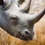Как на коже носорога появились складки