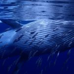 Почему кит ест только мелких рыбок