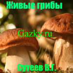 Живые грибы Сутеев В.Г.