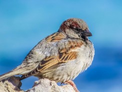 Айболит и воробей 🦜 Чуковский К. И.