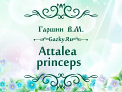 Аttalea princeps 🌼 Гаршин В.М.