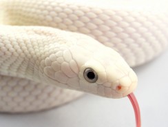 Белая змея 🤍 Братья Гримм