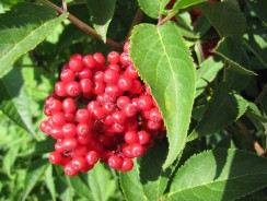 Бузинная матушка 👩 Андерсен Ганс Христиан