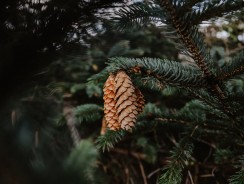 День рождения старой ели 🌲 Абрамцева Н.
