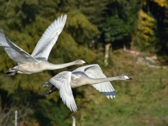 Дикие лебеди 🦢 Андерсен Ганс Христиан