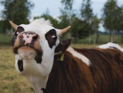 Эннабель 👸 Дональд Биссет