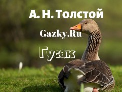 Гусак 🦆 Толстой А. Н.