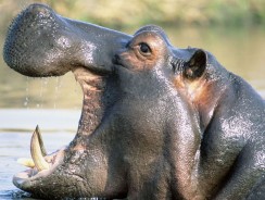 Про Бегемота, который боялся прививок 🎆 Сутеев В.Г.