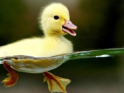 Серая шейка 🐨 Мамин-Сибиряк Д. Н.