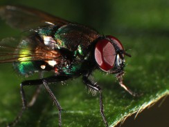 Сказка о том, как жила-была последняя Муха 💟 Мамин-Сибиряк Д. Н.