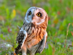 Сова 🦉 Братья Гримм