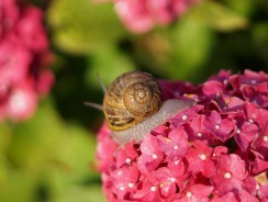 Улитка и розы 💟 Андерсен Ганс Христиан