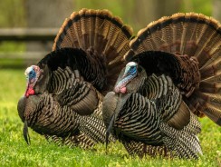 Умнее всех 👓 Мамин-Сибиряк Д. Н.