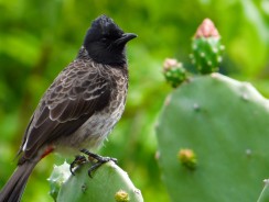 Весёлая кукушка 🎉 Астрид Линдгрен