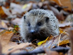 Ёжик в тумане 🦔 Козлов С.Г.
