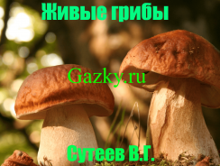 Живые грибы 🍄 Сутеев В.Г.