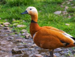 Золотой гусь 🦆 Якоб и Вильгельм Гримм